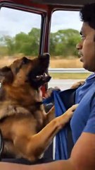 Brave Dog Rescues a Poor Puppy Trapped Under a Tree with the Help of a Kind-Hearted Man 🐾✨