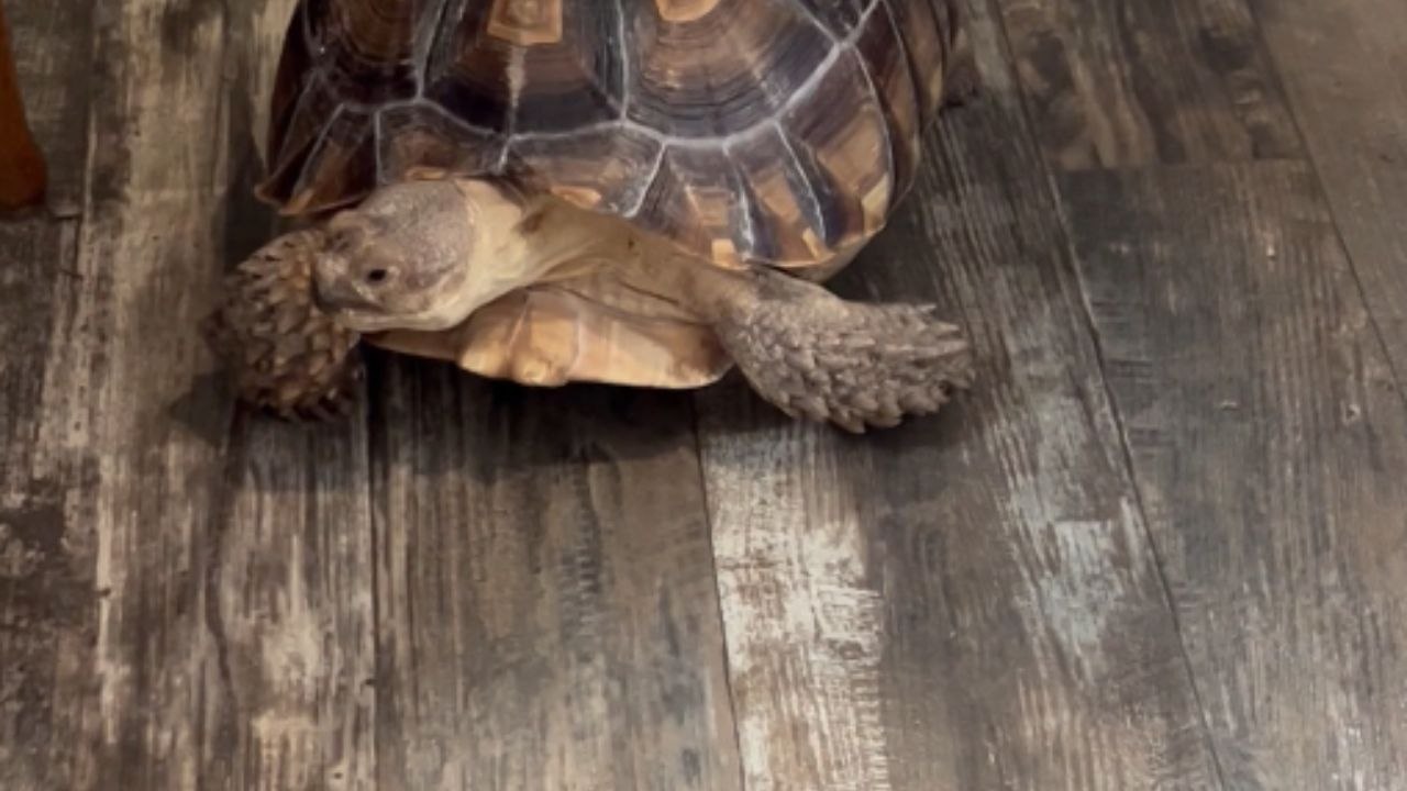 Tiny kitten turns a tortoise shell into the cutest moving ride you will see today