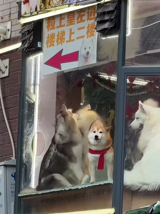 LINK IN BIO - Buy this Pet Hair Remover Glove for 50% OFF!💛 Sale Ends Soon ⏳👉 Press link in @h