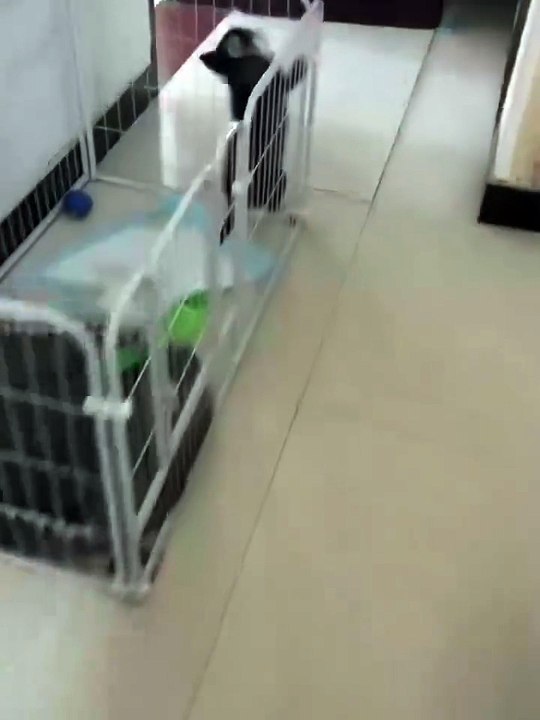 LINK IN BIO - Buy this Pet Hair Remover Glove for 50% OFF!💛 Sale Ends Soon ⏳👉 Press link in @h (1)