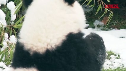 Gli animali dello zoo di Berlino ricevono regali natalizi