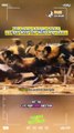 Si luak madu menantang kawanan anjing liar... dan hasilnya luar biasa! Meski sendirian, keberaniannya tak tertandingi!
