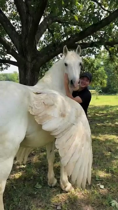 Horse 🐴
