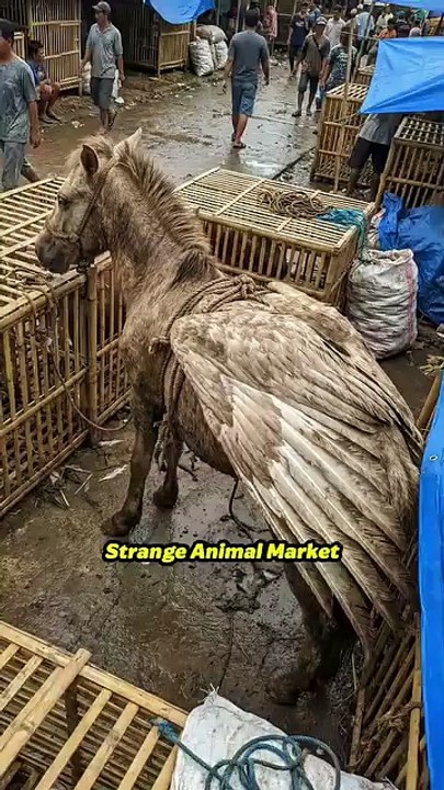 Amazing 🐴