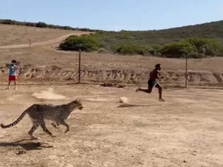 Gepard gegen Influencer: Streamer postet umstrittenes Video