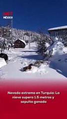 ❄️🐄 Una intensa nevada azota varias regiones de Turquía, donde la profundidad de la nieve superó los 1.5 metros, provocando escenas impactantes.