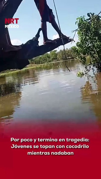 🐊🚨 Lo que parecía un momento de diversión est...