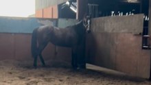 Horse gets too excited in ménage and ends up hitting the wall