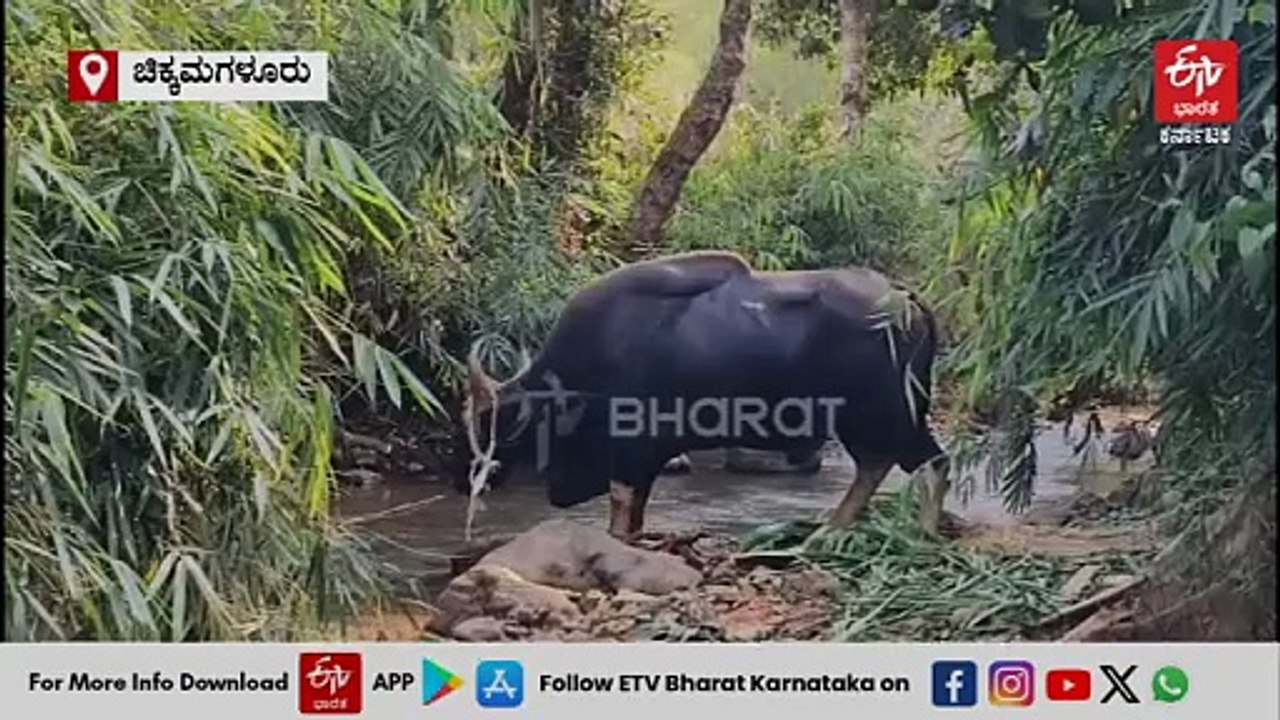 ಎರಡೂ ಕಣ್ಣು ಕಳೆದುಕೊಂಡ ಕಾಡುಕೋಣಕ್ಕೆ ಅರವಳಿಕೆ ಮದ್ದು ನೀಡಿ ಚಿಕಿತ್ಸೆ ನೀಡಿದ ಅರಣ್ಯ ಇಲಾಖೆ ಸಿಬ್ಬಂದಿ