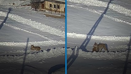Sivas’ta köye inen vaşağın tavşan avı kamerada