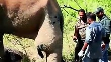 Kaki gajah ini alami cedera parah hingga tampak seperti meledak—realita keras di alam liar yang sering tak terlihat.