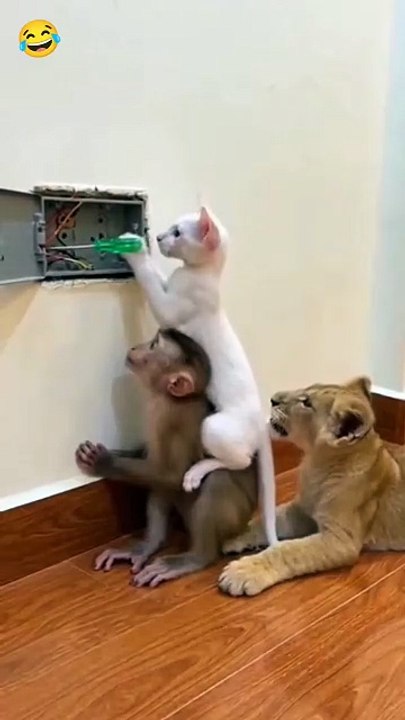 Funny 😂🤣😂