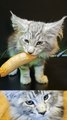 ASMR Mukbang Maine Coon Cat Eating Sausage     asmr  cat  mainecoon  mukbang