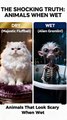 Animals That Look Scary When Wet #animals #dog #hamsters