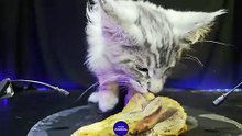 ASMR Mukbang Cat Eating Chicken    Maine Coon 1