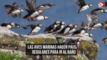 Las aves marinas hacen pausas regulares para ir al baño