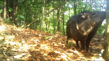 Bioacústica revela nuevas especies y transforma el estudio de la biodiversidad en Manantlán