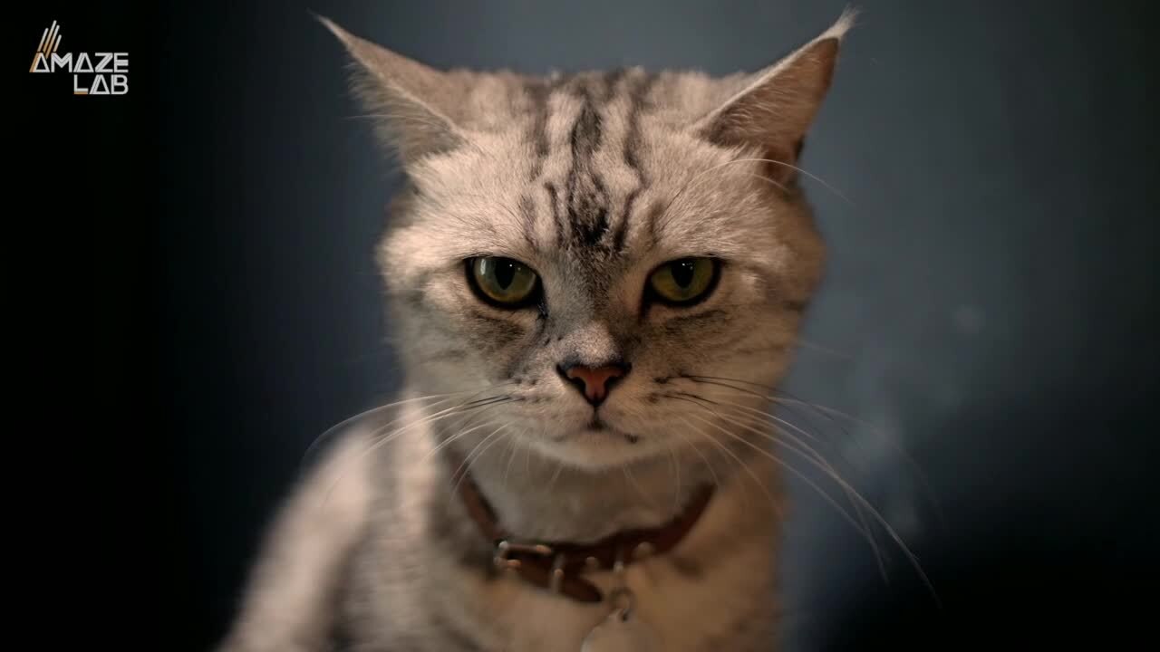 This Test Claims It Can Tell Whether Your Cat H...