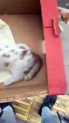 Araba çarptığı için veterinere götürülen yavrusunun bir an olsun yanından ayrılmayan anne kedi… Ana yüreği 🥲