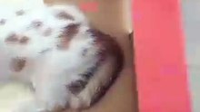 Araba çarptığı için veterinere götürülen yavrusunun bir an olsun yanından ayrılmayan anne kedi… Ana yüreği 🥲