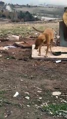 Kartoncuların zincirlediği köpeğin tasması çözülünce bile bağlı olduğu yerde kalması ve özgürlüğü hissettiği andaki mutluluğu 🥲