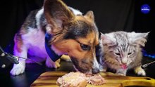 Cat and Dog   ASMR Mukbang Eating Canned Food