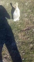 A simple spring-time stroll with baby Lemongrab. | #SparklegleamFarm #Lemongrab #farm #geese #farmanimals #soft #cute