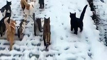 Kedileri beslemek için çağıran Erzincan’lı adam ve ordu gibi peşinden gelen kediler 😊
