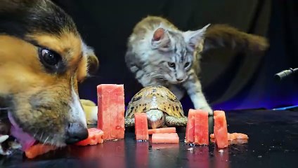 Dog Cat Turtle    ASMR Mukbang Eating Watermelon