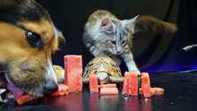Dog Cat Turtle    ASMR Mukbang Eating Watermelon