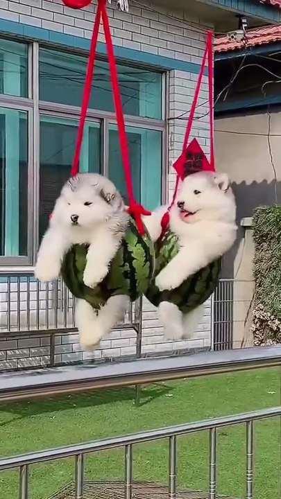 Such adorable puppy
