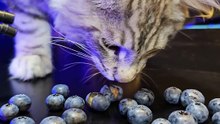 ASMR Maine Coon Cat Dislikes Blueberries     asmr  cat  mainecoon