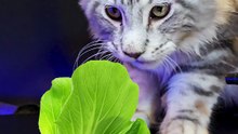ASMR Cat Eating Vegetable Mukbang    Maine Coon Cat  shorts 3