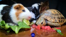 Dog Turtle Tortoise Guinea Pig   ASMR Mukbang Eating for Sleep