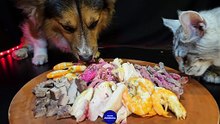 Dog and Cat   ASMR Mukbang Eating Food