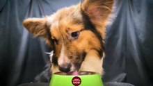 ASMR Dog Drinking Water    Corgi