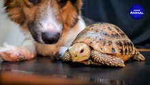Dog meets big brother Tortoise