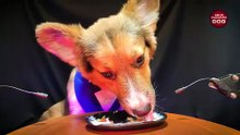 ASMR MUKBANG DOG EATING YOGURT    Corgi 10