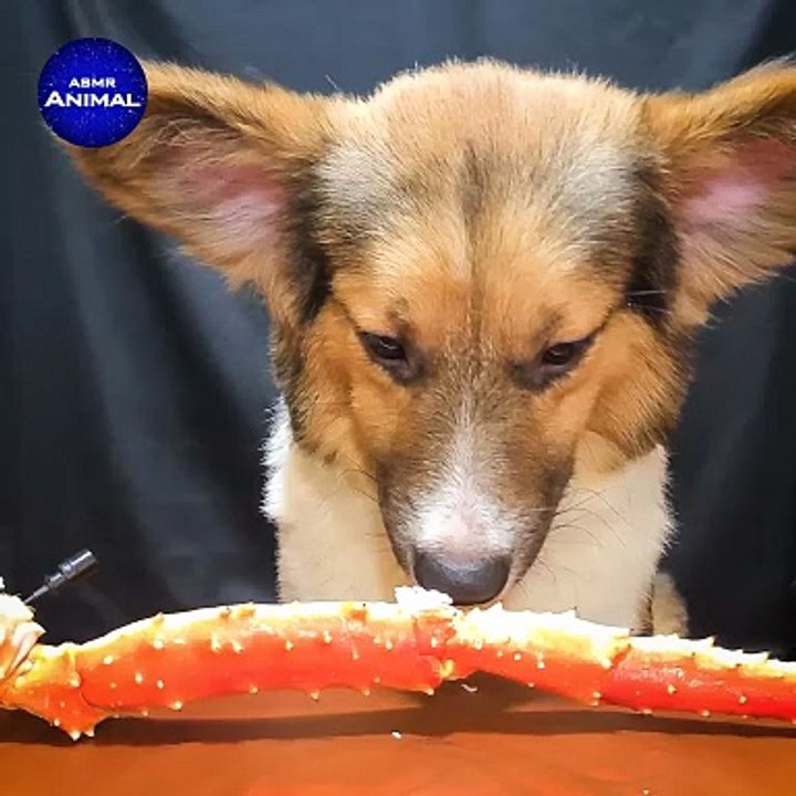 ASMR Dog Eating King Crab Mukbang    Corgi  shorts 1