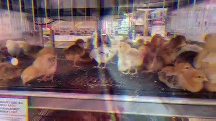 Staring contest. | #SparklegleamFarm #Chicken #farm #farmanimals #cute