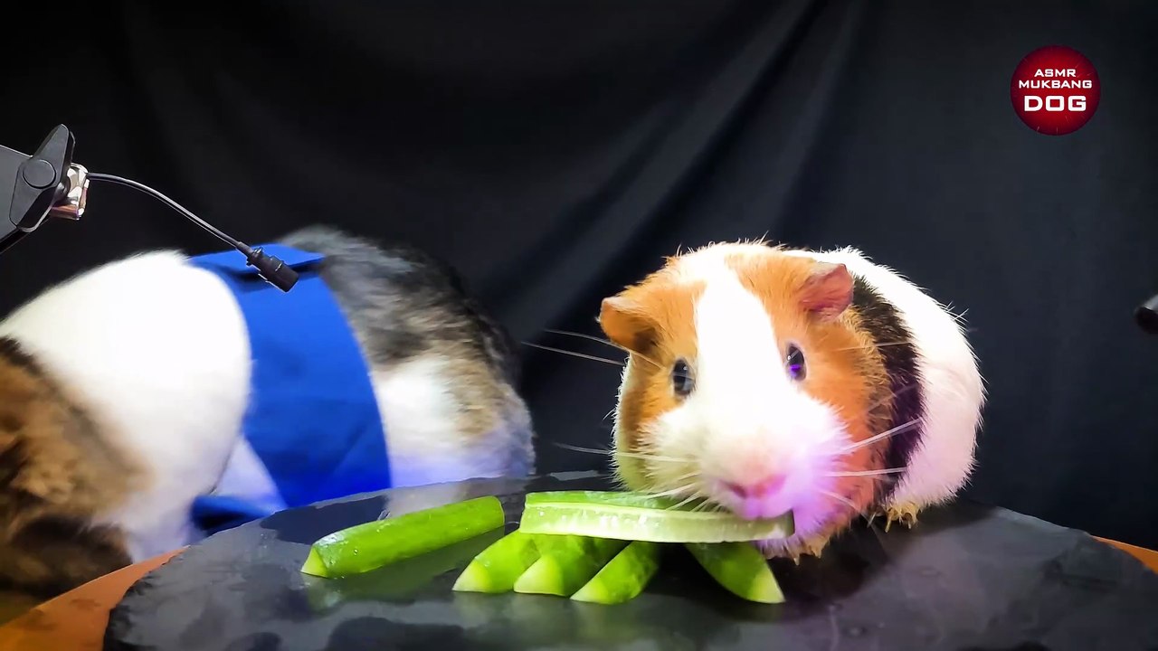 Dog meets Guinea Pig