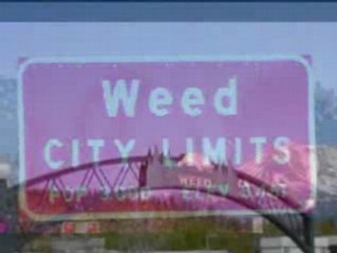 Weed Smokers Paradise