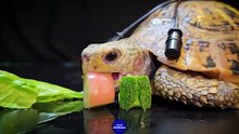 Dog Turtle Tortoise Guinea Pig   ASMR Mukbang Eating Food