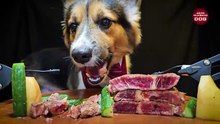 ASMR MUKBANG DOG EATING RIBEYE STEAK    Corgi 16