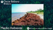 Medio Ambiente: Sargazo y la situación actual de Quintana Roo.