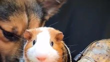 Gangster Guinea Pig  guineapig  animals  pets  dog  tortoise