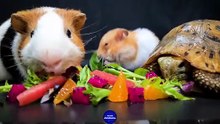 Hamster - Turtle - Guinea Pig   ASMR Mukbang Eating Food