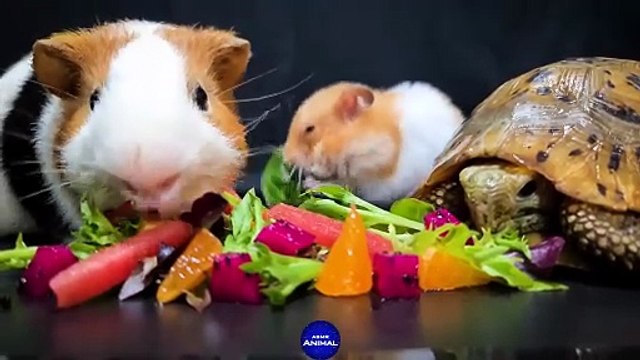 Hamster - Turtle - Guinea Pig ASMR Mukbang Eating Food