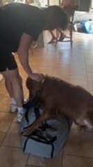 Golden Retriever Grabs Man's Bag to Stop Him From Leaving