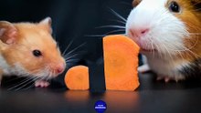 HAMSTER   GUINEA PIG    ASMR MUKBANG EATING CARROT